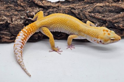 守宫蜥蜴能否晒太阳?真相揭秘 守宫蜥蜴能否晒太阳?真相揭秘