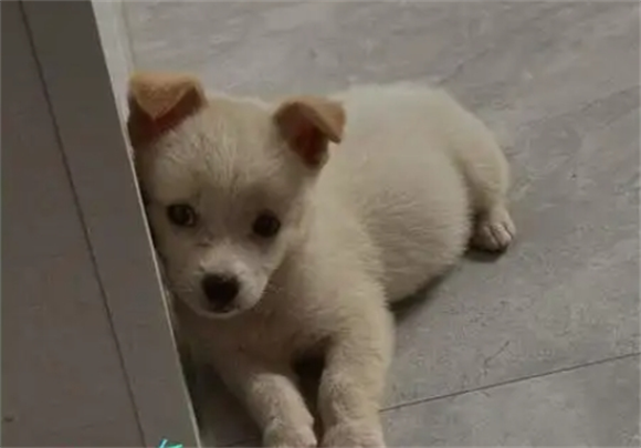 家养狗狗一天喂一次可以吗