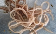 幽门螺杆菌是不是蛔虫