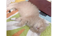 奶猫拉肚子怎么办怎么能快速治好