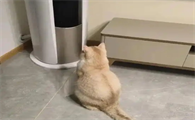 猫咪空调开多少度合适