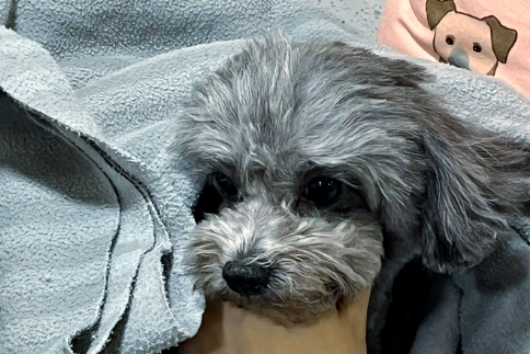 狗狗误打二针狂犬疫苗会死吗? 狗狗误打二针狂犬疫苗会死吗?