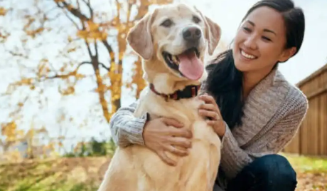 拉布拉多犬的八大优点和缺点 拉布拉多犬的八大优点和缺点