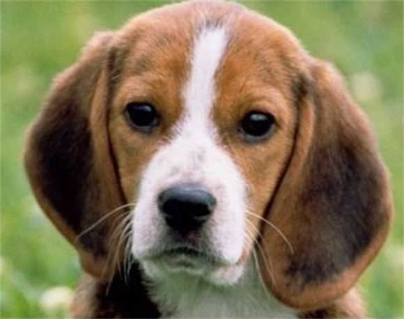 比格犬的几大缺点，网友：就算想养也不敢养啊