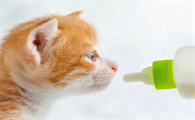 小猫喝什么奶应急