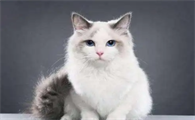 猫中毒怎么急救