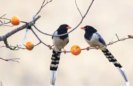喜鹊的谚语有哪些