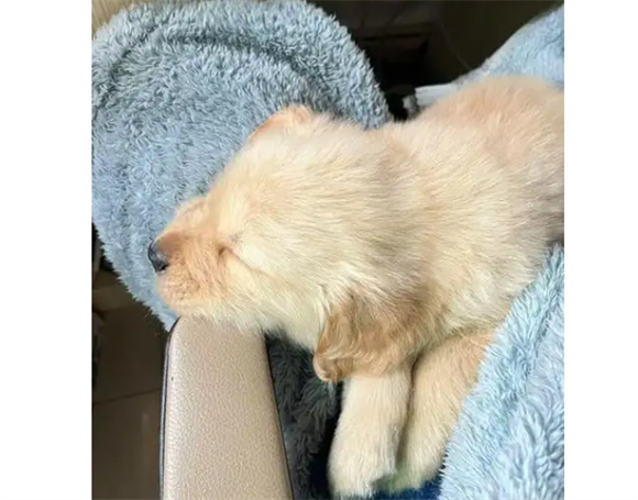 狗狗身上调节体温的汗腺主要分布在哪里
