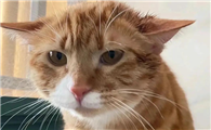 什么是猫咪的肾衰竭