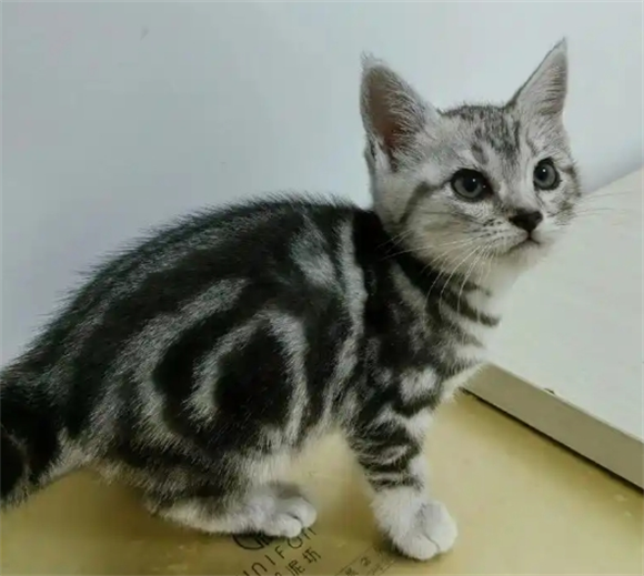 猫总是打喷嚏