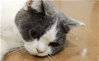 什么是猫咪鼻泪管狭窄