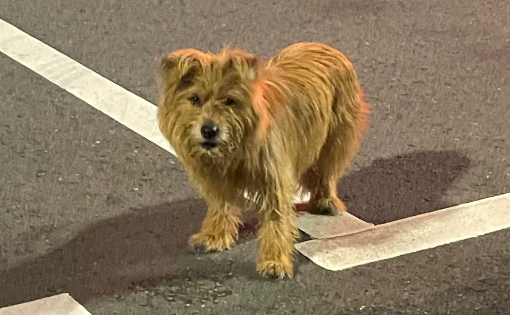 流浪五月狗狗与主人重逢,狗狗一眼认出主人 流浪五月狗狗与主人重逢,狗狗一眼认出主人