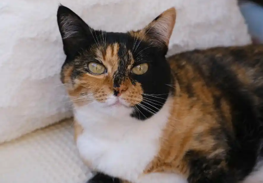 玳瑁猫:猫界中的独特美女,你真的了解吗? 玳瑁猫:猫界中的独特美女,你真的了解吗?