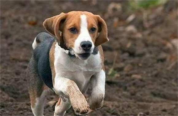 [个人养狗经验分享]比格犬秋天掉毛厉害，比格犬总是在秋天掉毛