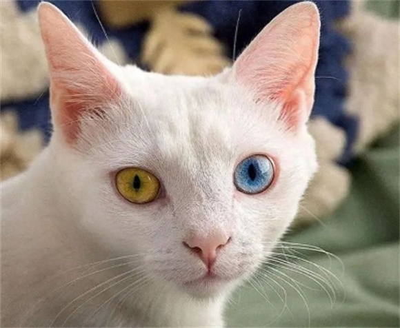 猫咪的两个眼睛颜色不一样是怎么回事 猫咪的两个眼睛颜色不一样是怎么回事