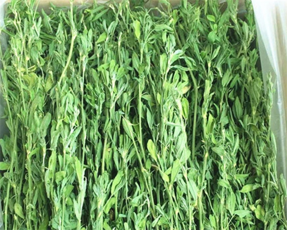 秀恩提摩西草多少钱 秀恩提摩西草多少钱