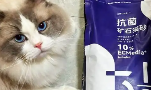 宠雾猫砂建议买吗 宠雾猫砂建议买吗
