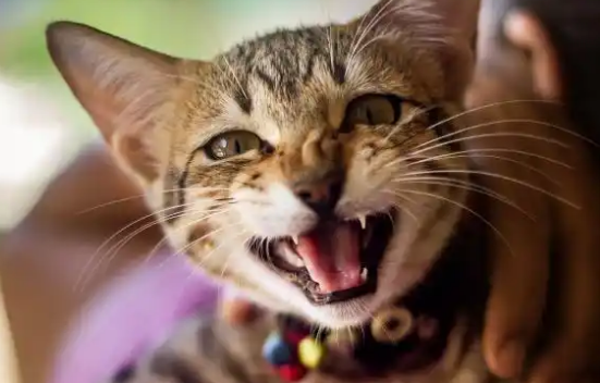 家猫会有狂犬病吗能活多久
