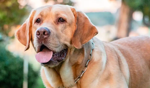 拉布拉多怕冷吗？从幼犬到老年：抗寒能力变化解析+实操保暖指南