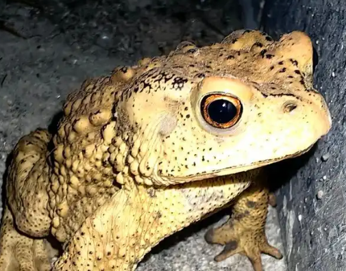 癞蛤蟆是害虫吗 癞蛤蟆是害虫吗