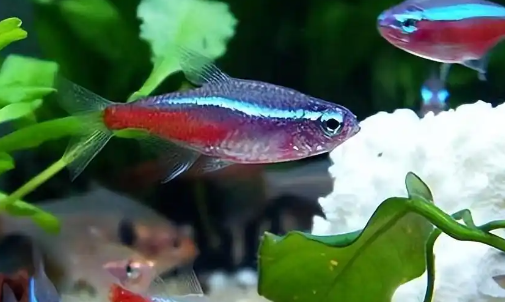 八大漂亮的卵生小型热带鱼,你养过了么? 八大漂亮的卵生小型热带鱼,你养过了么?