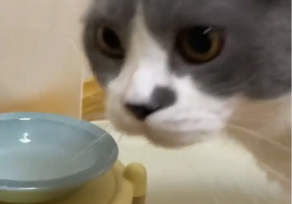 主人给猫咪喂食时,给的空碗看猫咪反应,猫咪四处找猫粮 主人给猫咪喂食时,给的空碗看猫咪反应,猫咪四处找猫粮