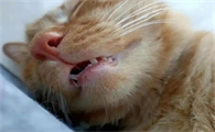 猫呼吸声音大像打鼾一样