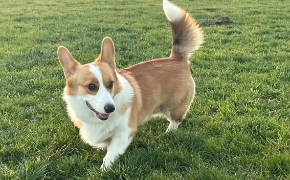 威尔斯柯基犬的饭量有多大?科学喂养指南在此 威尔斯柯基犬的饭量有多大?科学喂养指南在此