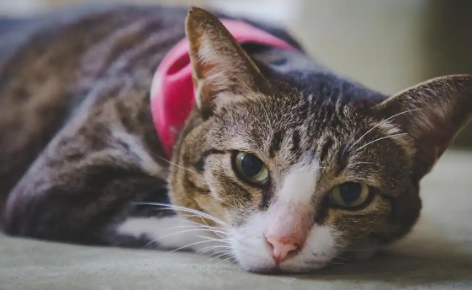 猫咪会什么会有软便 猫咪会什么会有软便