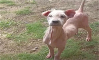 脓皮症 狗怎么治疗