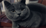 猫咪髂骨骨折一定要手术吗