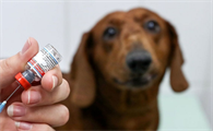 狗狗打完狂犬疫苗状态