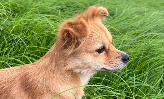 狗只打了两针就带出去了