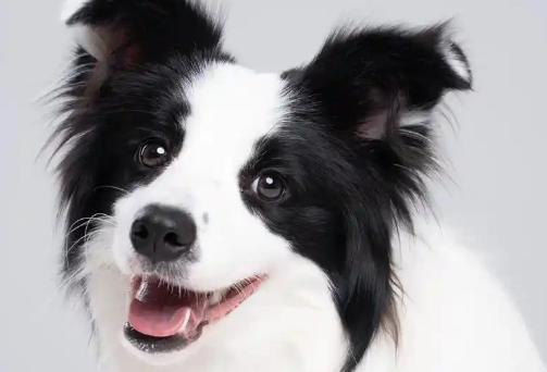 狗狗睡觉翻白眼还抽搐怎么回事