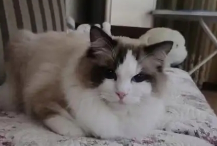 宠物猫掉毛严重怎么回事 宠物猫掉毛严重怎么回事