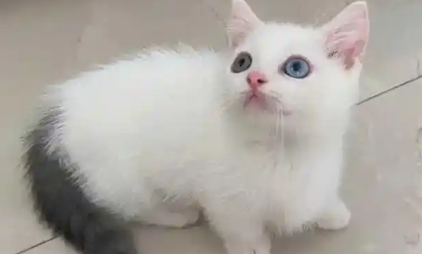 英短净梵猫是什么猫啊？一起了解一下吧！