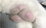 猫咪涨奶最快解决办法