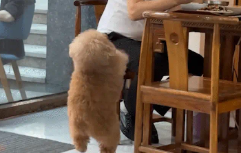 主人去修脚,狗子在大厅跟人作揖要饭吃 主人去修脚,狗子在大厅跟人作揖要饭吃