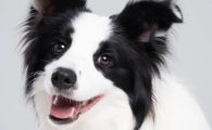 狗狗睡觉翻白眼还抽搐怎么回事