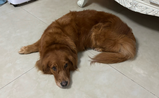 怎么判断狗狗有没有犬细小 怎么判断狗狗有没有犬细小