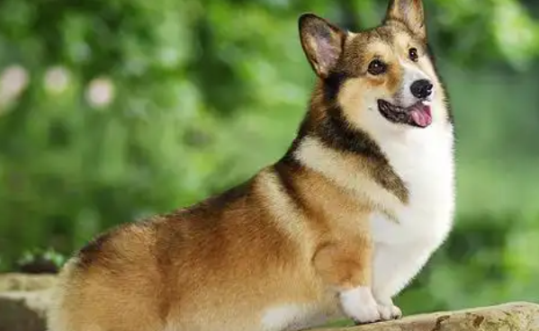 威尔斯柯基犬好养不?这些理由或许能给你答案 威尔斯柯基犬好养不?这些理由或许能给你答案