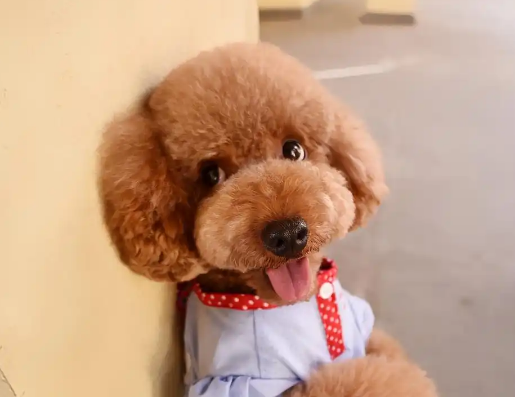 养泰迪犬，这些“宝藏”方法你不能错过