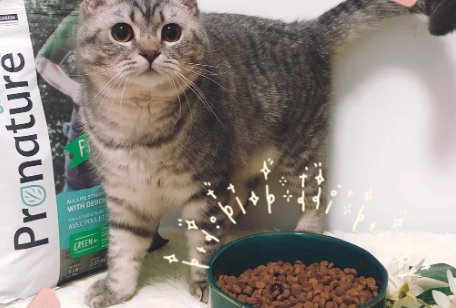 枫趣猫粮:为猫咪提供最佳营养伴侣 枫趣猫粮:为猫咪提供最佳营养伴侣