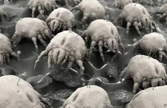 花露水能除床上螨虫吗