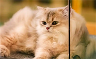 猫咪断奶后体重下降正常吗