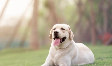 拉布拉多怕冷吗？从幼犬到老年：抗寒能力变化解析+实操保暖指南