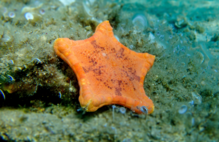海星纲的主要特征 海星纲的主要特征