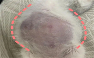 小猫湿性猫传腹能治好吗