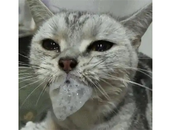 小猫流口水是什么原因