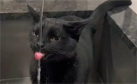 猫咪喝自来水会怎样